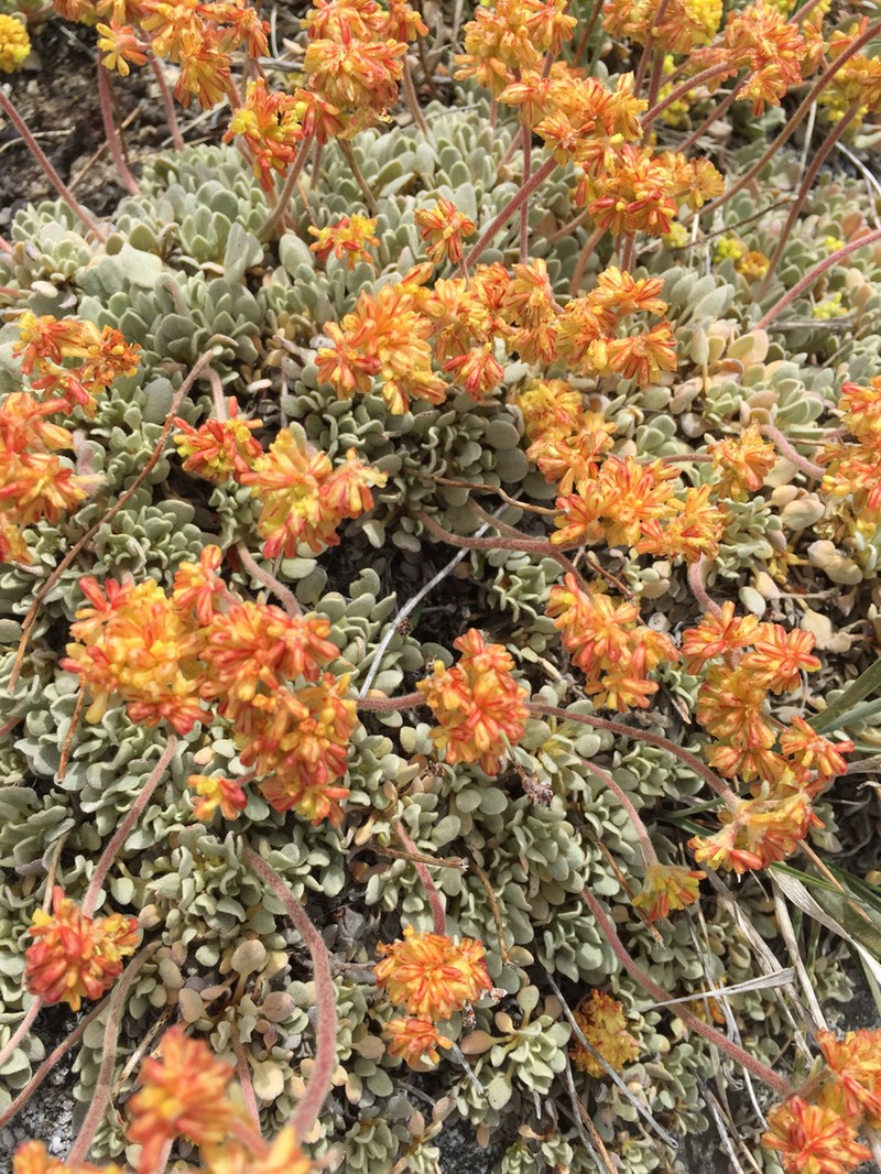Jaynes Canyon Buckwheat photo 3