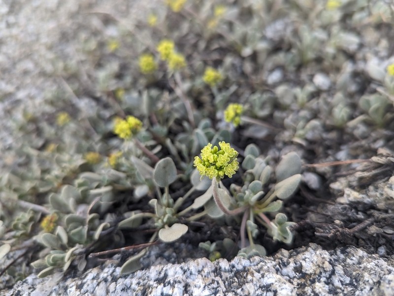 Jaynes Canyon Buckwheat photo 4