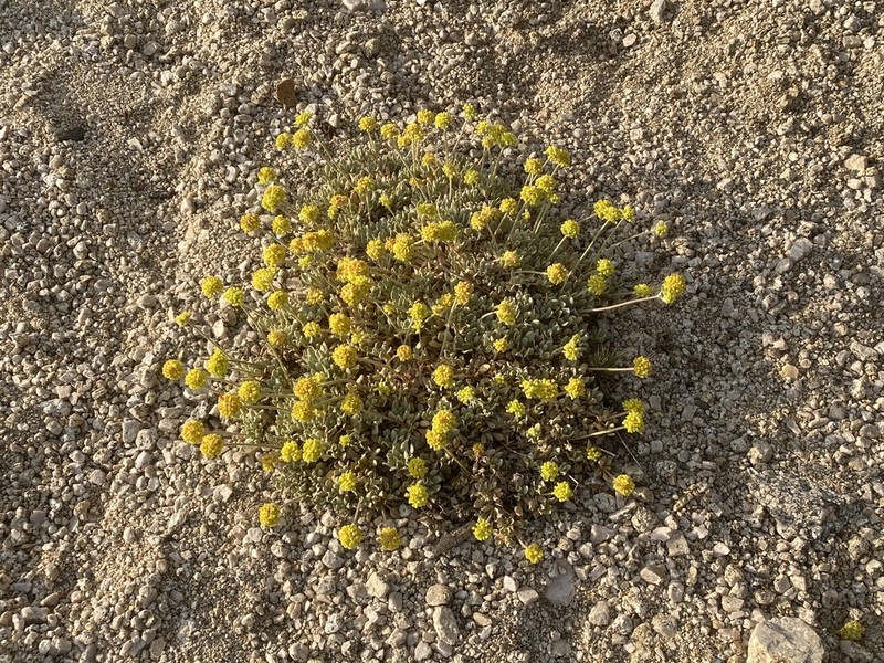 Jaynes Canyon Buckwheat photo 5