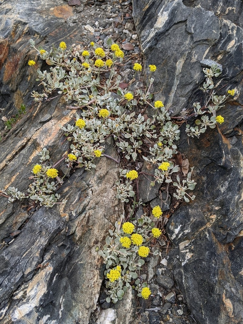 Jaynes Canyon Buckwheat photo 6