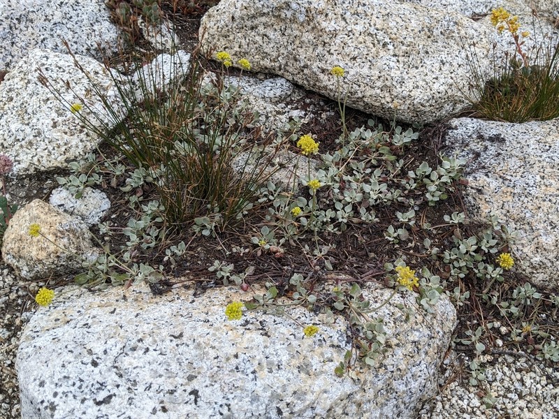 Jaynes Canyon Buckwheat photo 7