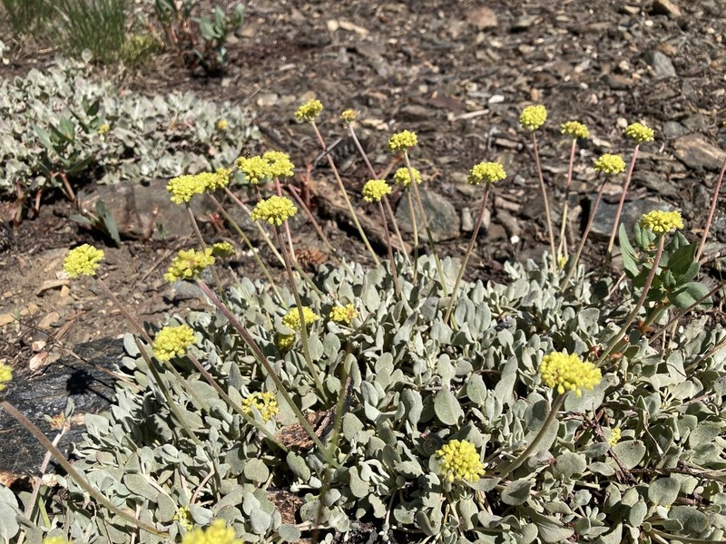 Jaynes Canyon Buckwheat photo 8