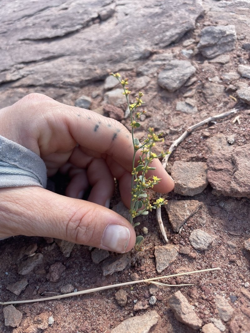 Divergent Buckwheat