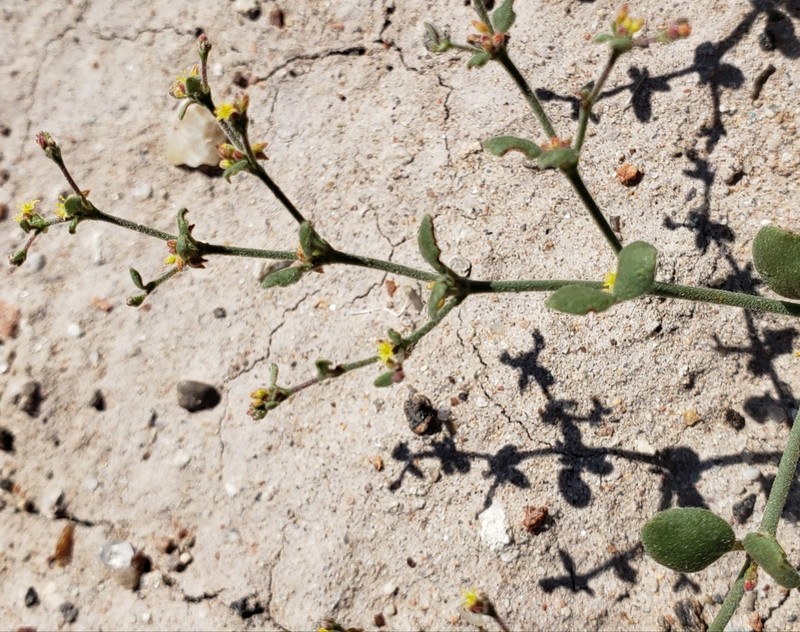 Divergent Buckwheat photo 2