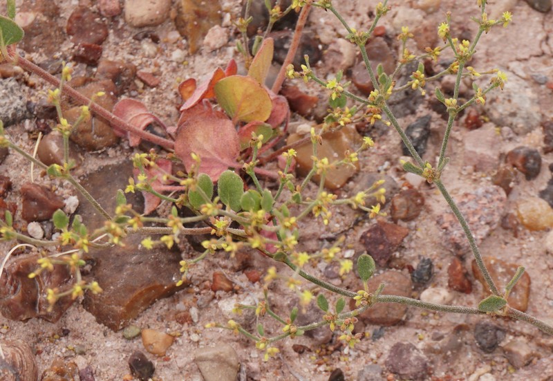 Divergent Buckwheat photo 4