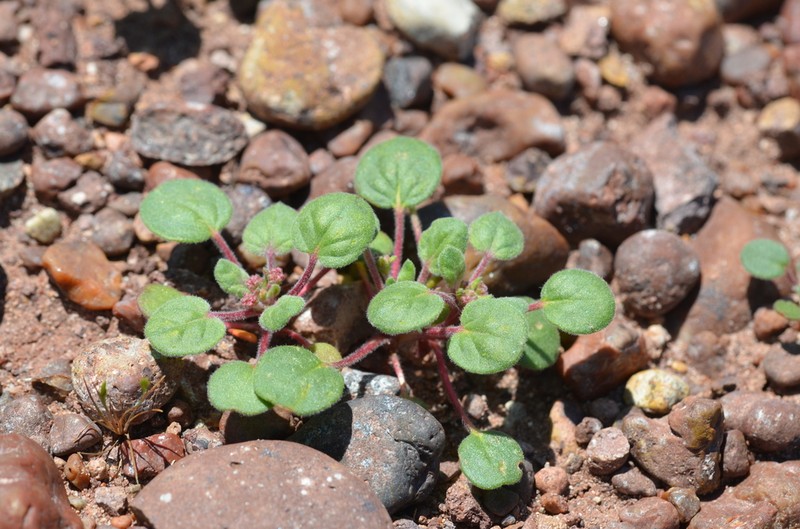 Divergent Buckwheat photo 5