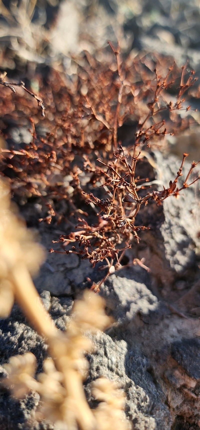 Divergent Buckwheat photo 6