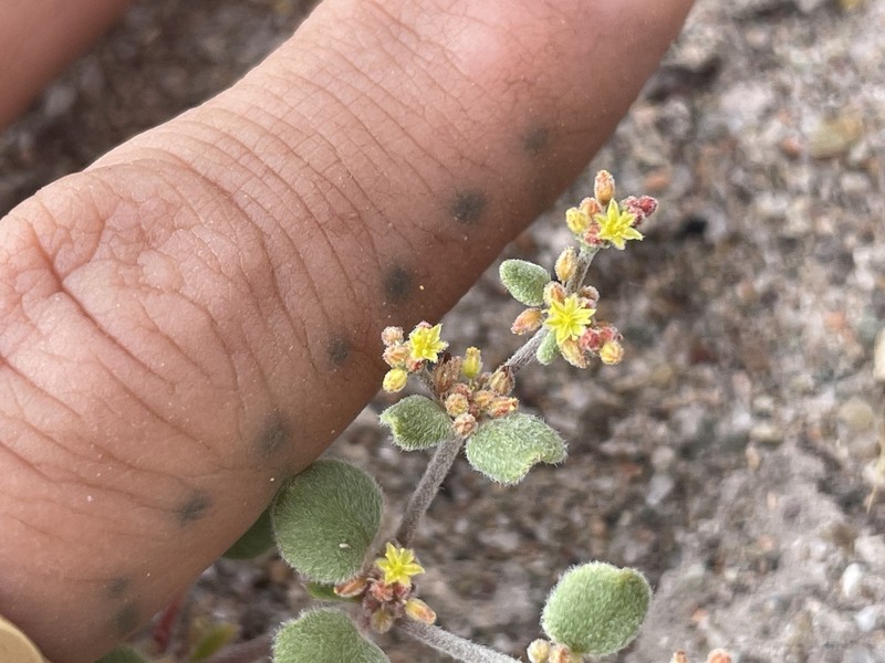 Divergent Buckwheat photo 7