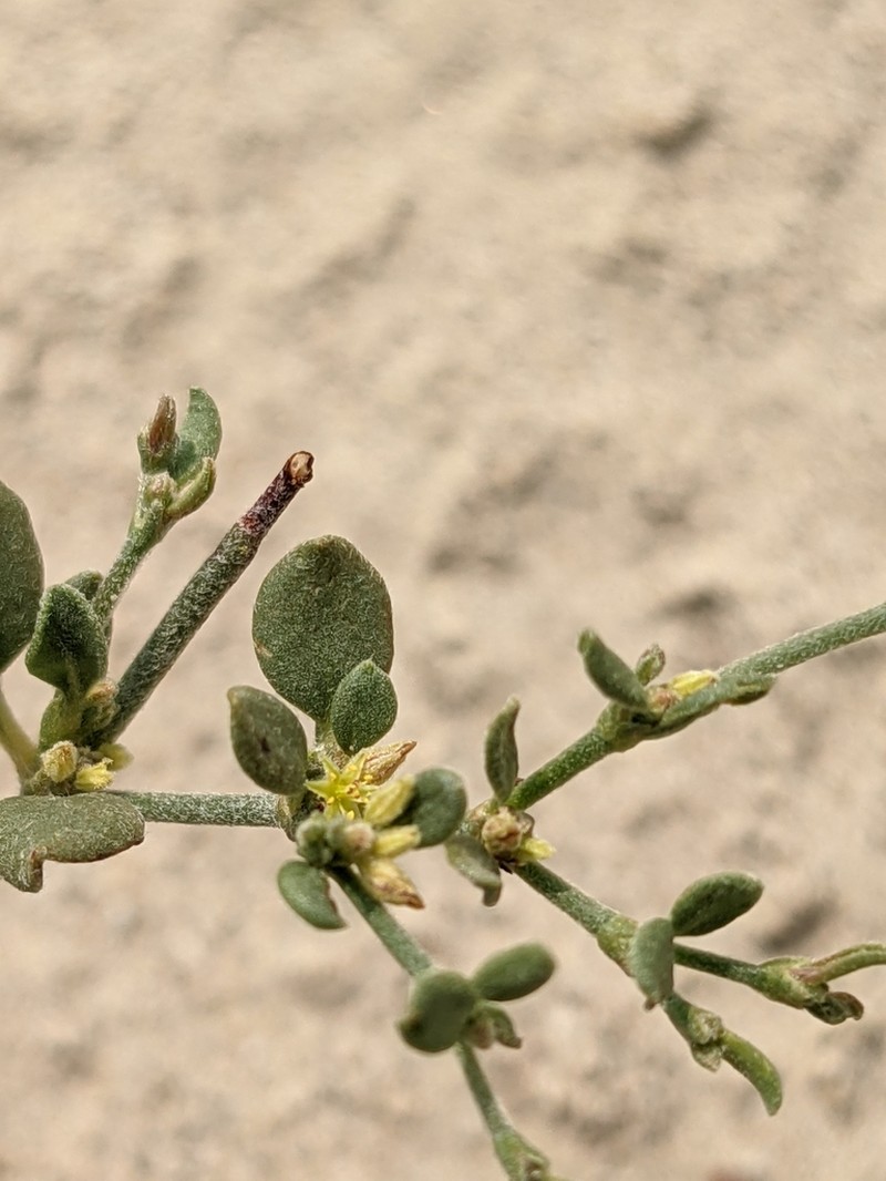 Divergent Buckwheat photo 8