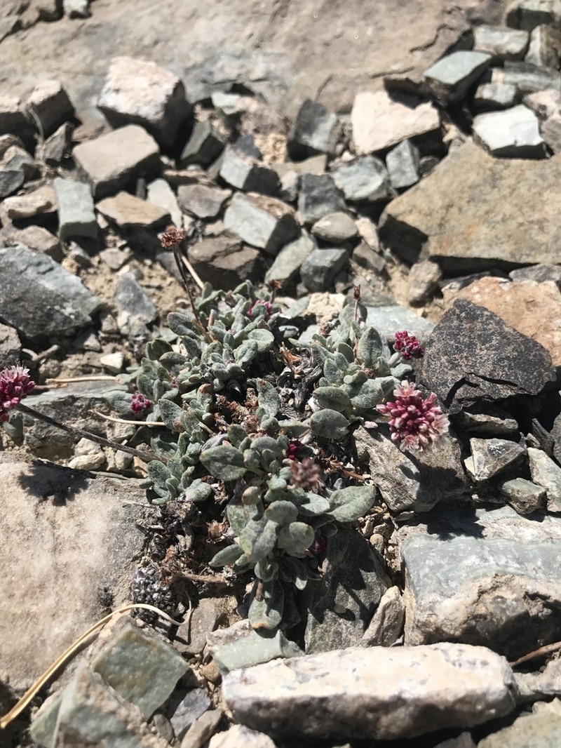 Eriogonum domitum