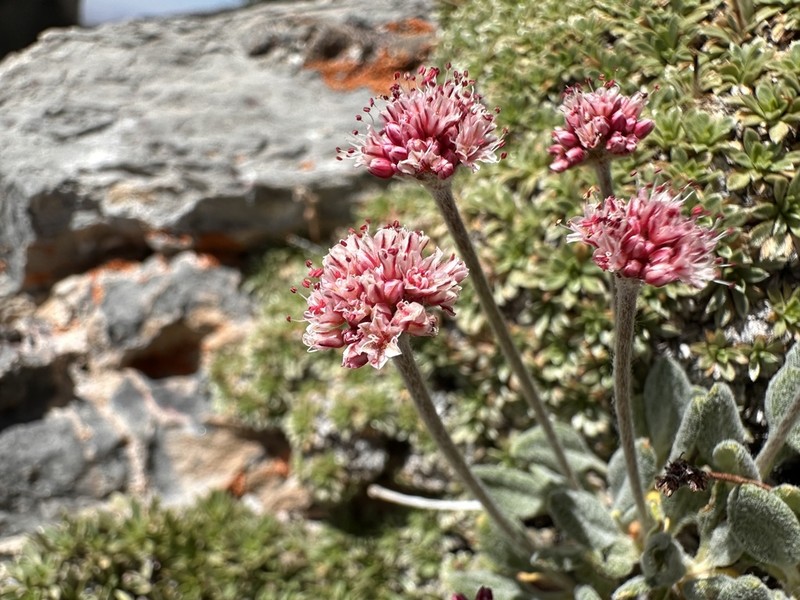 Eriogonum domitum photo 2