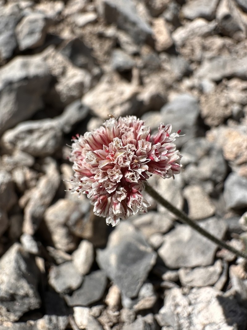 Eriogonum domitum photo 3