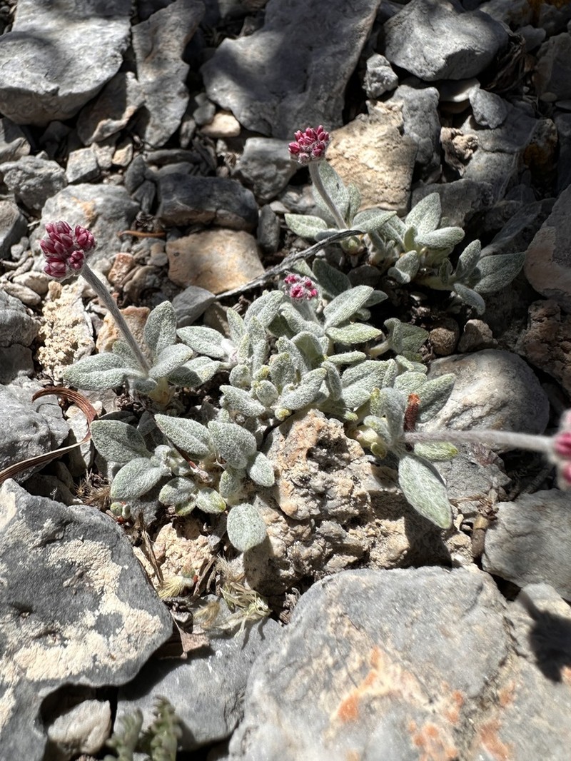 Eriogonum domitum photo 4