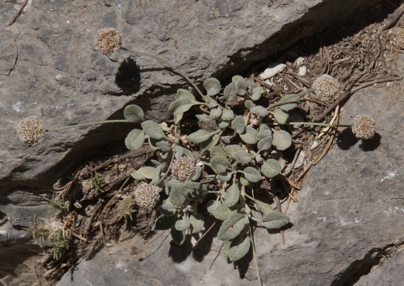 Eriogonum domitum photo 5