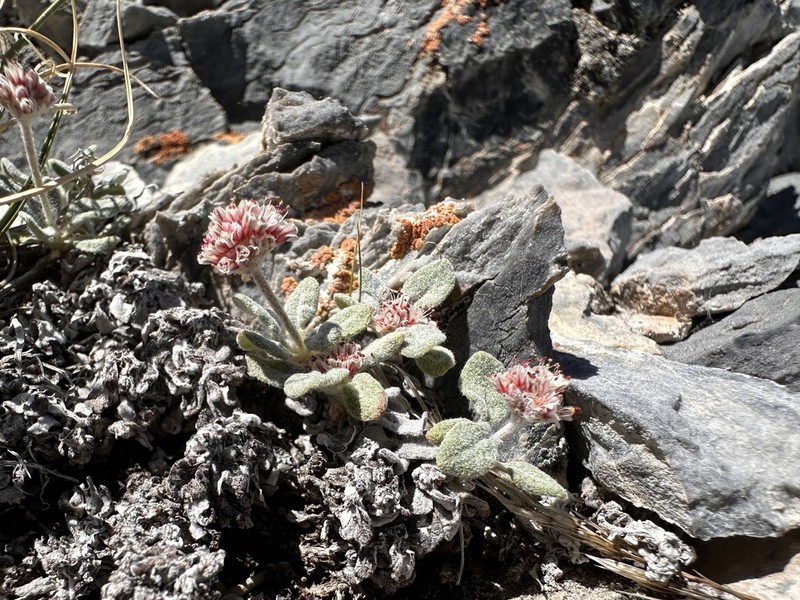 Eriogonum domitum photo 6