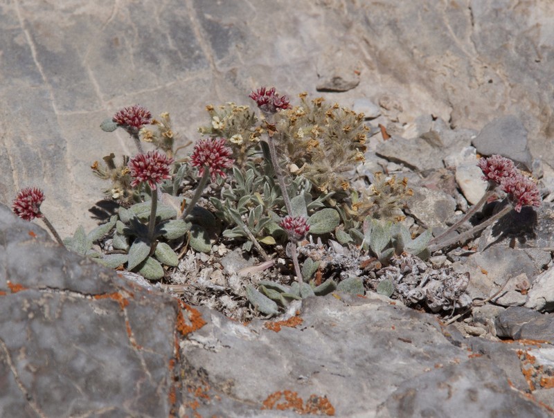 Eriogonum domitum photo 7