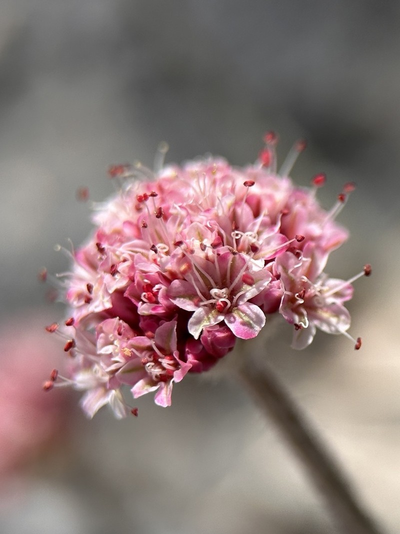 Eriogonum domitum photo 8