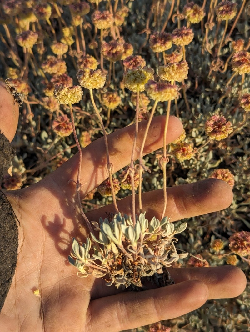 Douglas' Buckwheat photo 3