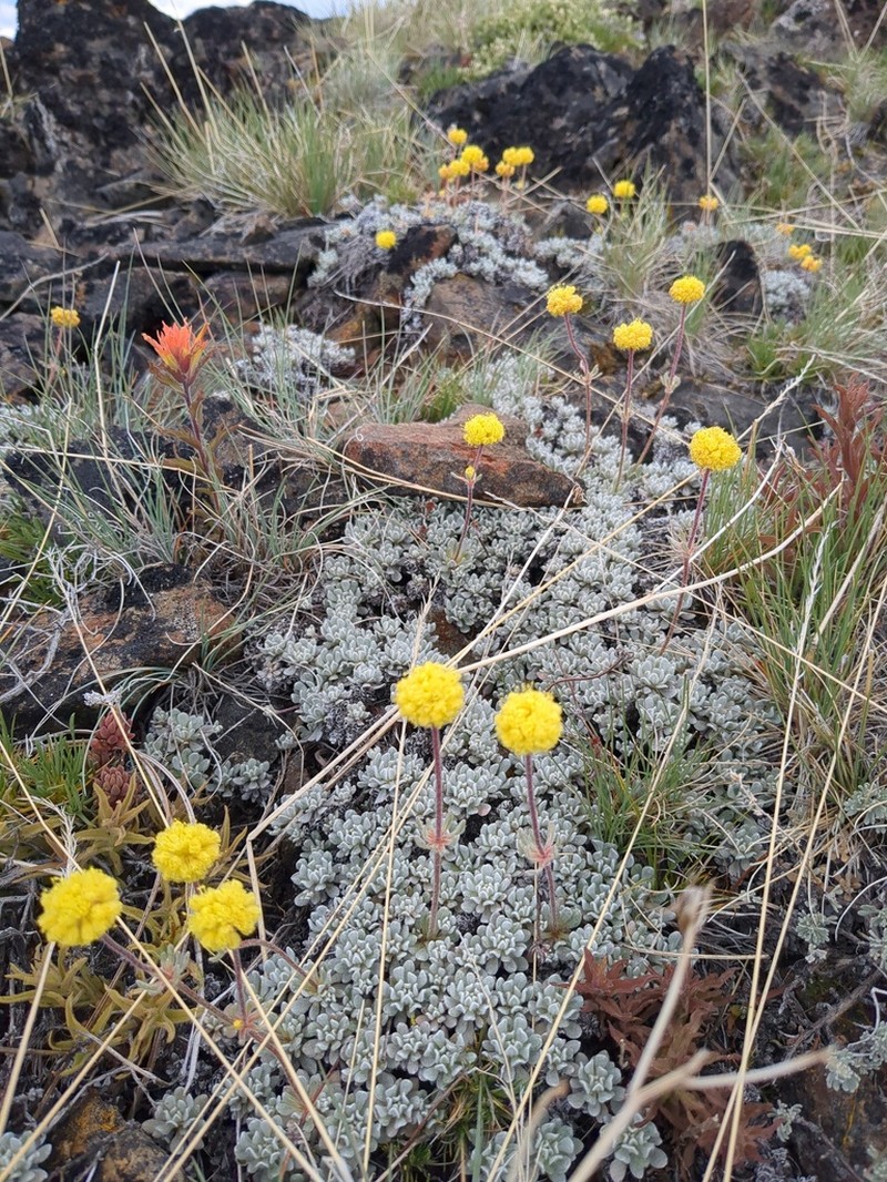 Douglas' Buckwheat photo 4
