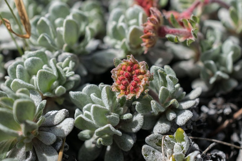 Douglas' Buckwheat photo 5