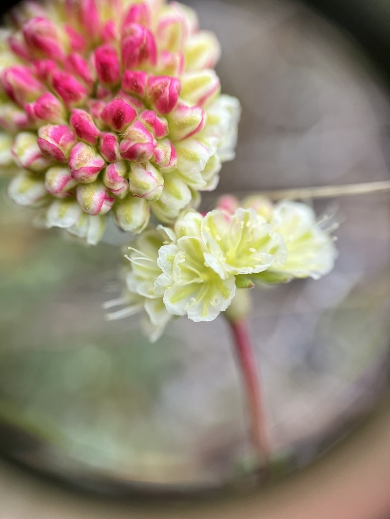 Douglas' Buckwheat photo 6