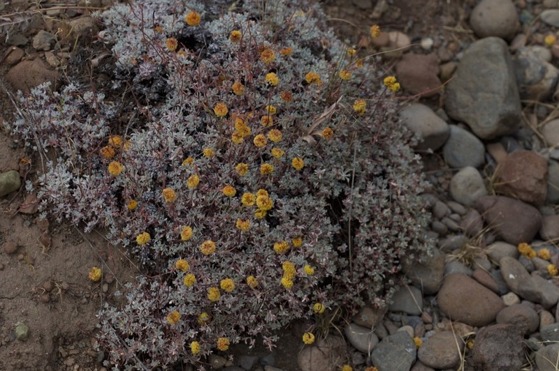 Douglas' Buckwheat photo 7