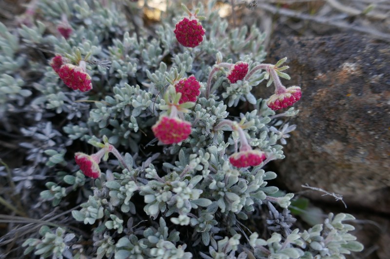 Douglas' Buckwheat photo 8