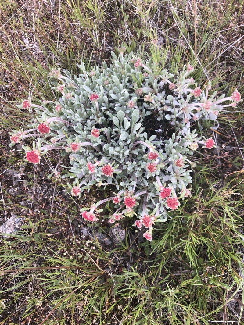 Eriogonum douglasii var. douglasii