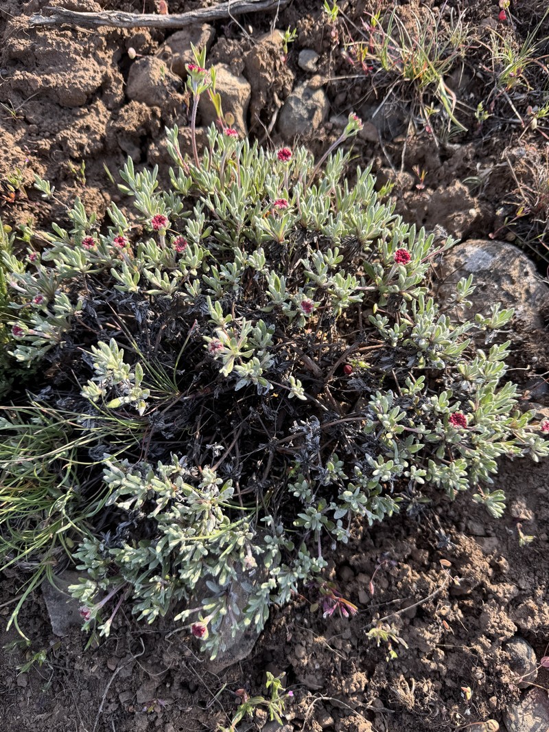 Eriogonum douglasii var. douglasii photo 2