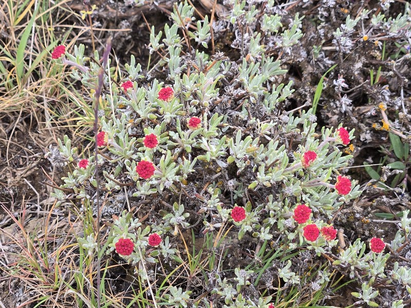Eriogonum douglasii var. douglasii photo 3