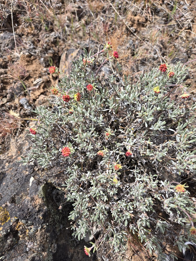 Eriogonum douglasii var. douglasii photo 4