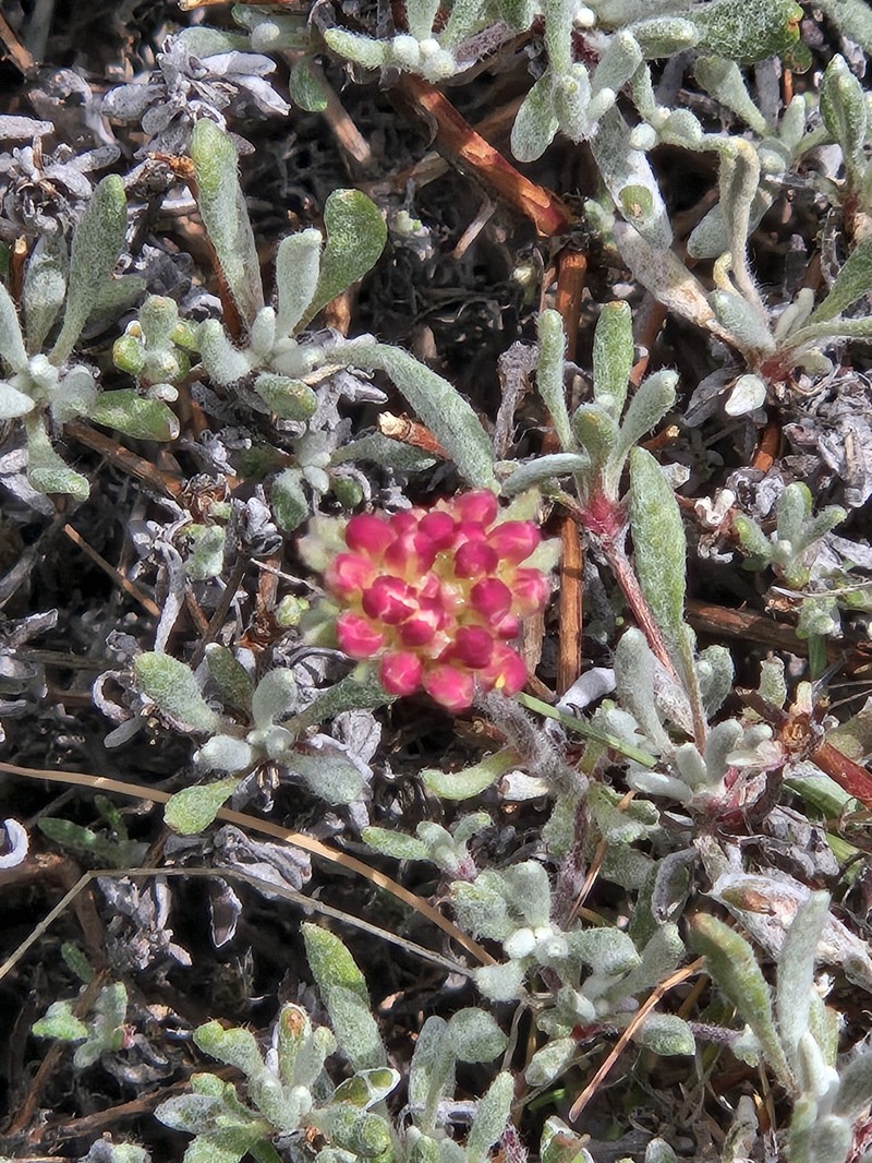 Eriogonum douglasii var. douglasii photo 5