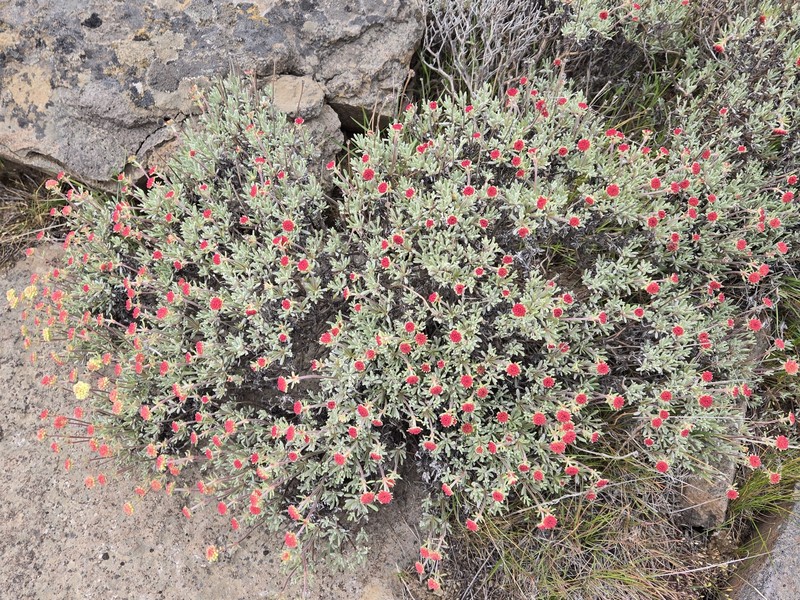 Eriogonum douglasii var. douglasii photo 6