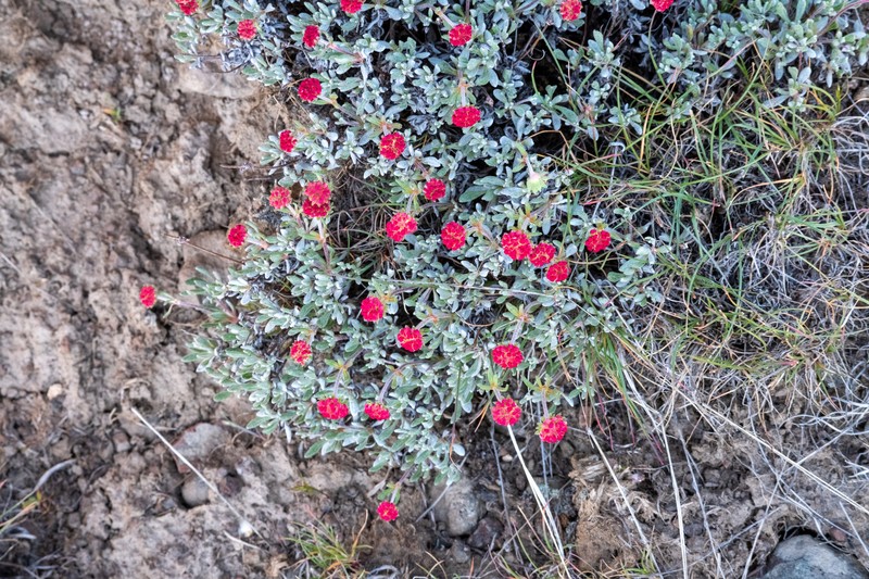 Eriogonum douglasii var. douglasii photo 7