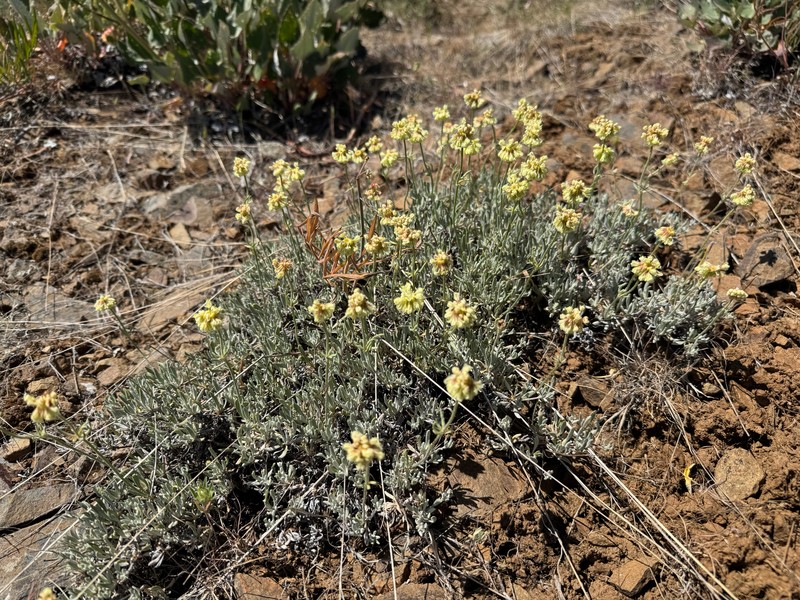 Eriogonum douglasii var. douglasii photo 8