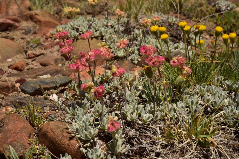 Eriogonum douglasii var. elkoense