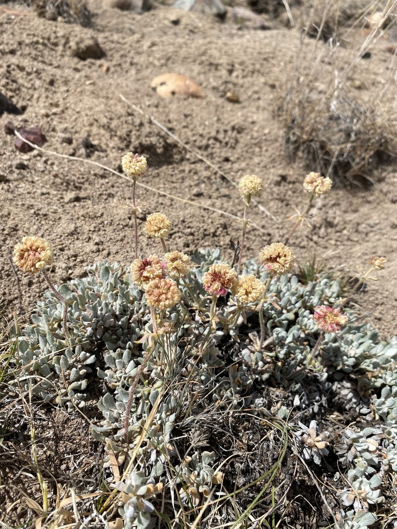 Eriogonum douglasii var. elkoense photo 2