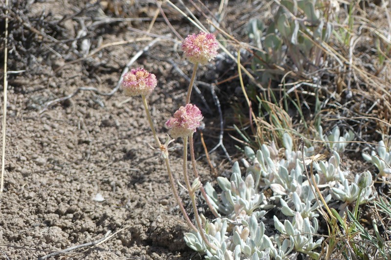 Eriogonum douglasii var. elkoense photo 3