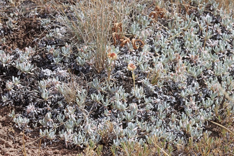 Eriogonum douglasii var. elkoense photo 4