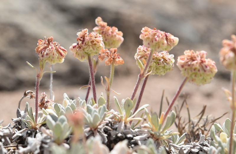 Eriogonum douglasii var. elkoense photo 5