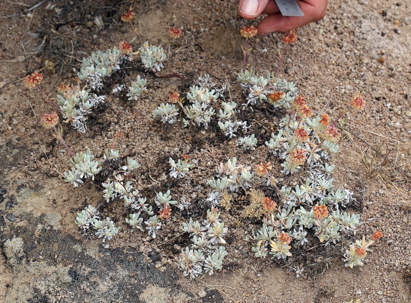 Eriogonum douglasii var. elkoense photo 6
