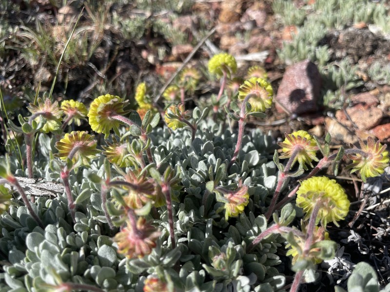Eriogonum douglasii var. meridionale