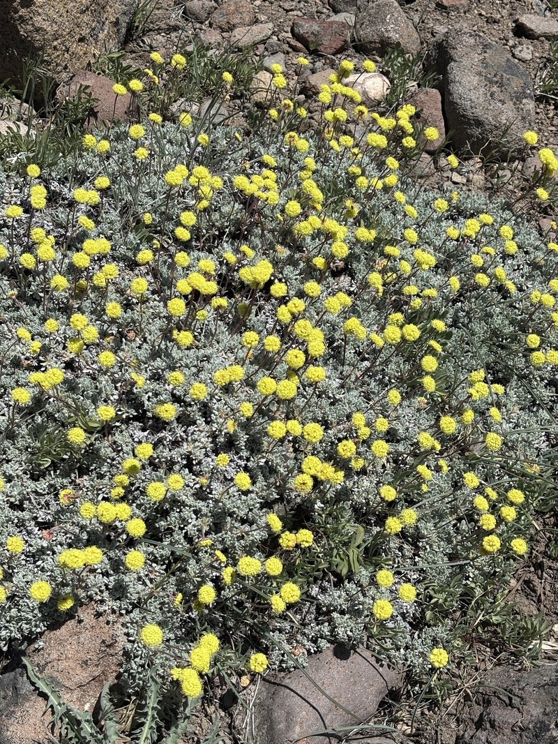 Eriogonum douglasii var. meridionale photo 2