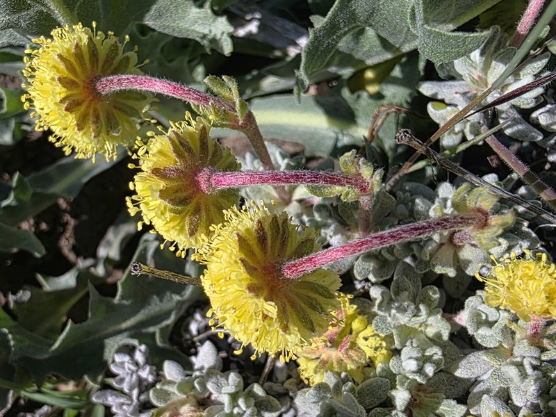 Eriogonum douglasii var. meridionale photo 3