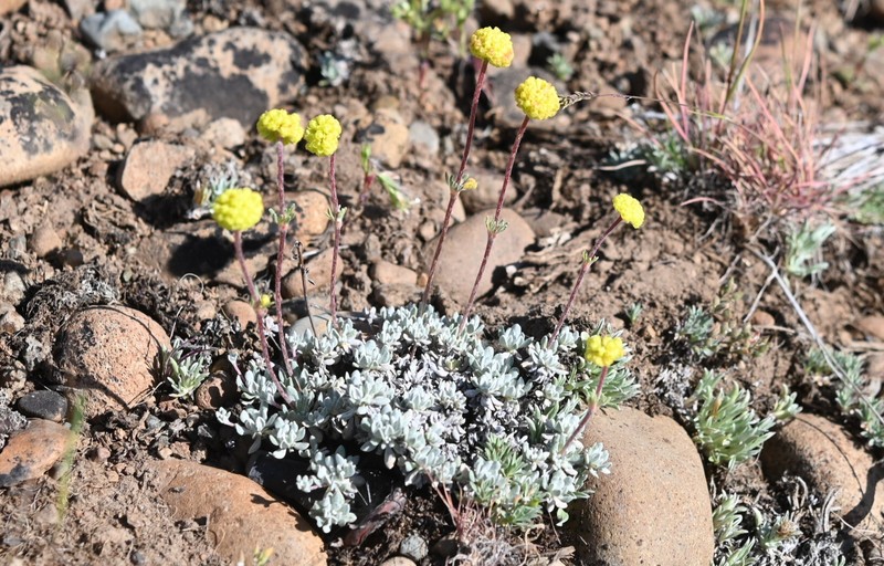 Eriogonum douglasii var. meridionale photo 4