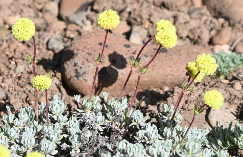 Eriogonum douglasii var. meridionale photo 5