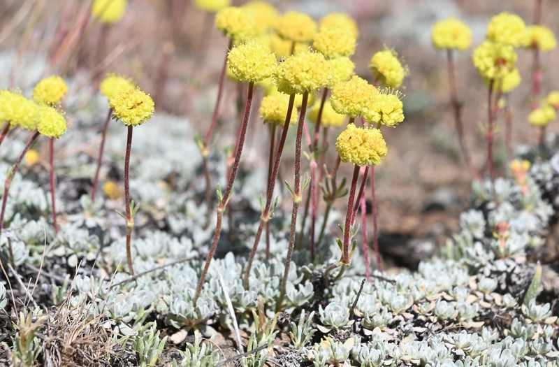Eriogonum douglasii var. meridionale photo 6