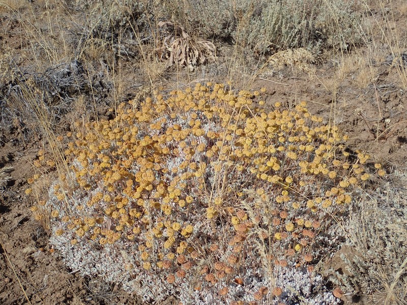 Eriogonum douglasii var. meridionale photo 8