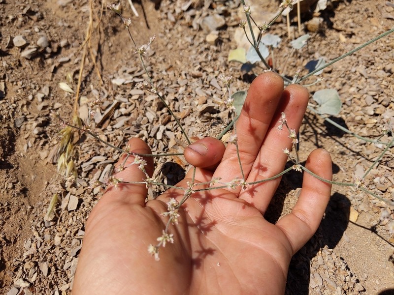Eastwood's Buckwheat photo 2