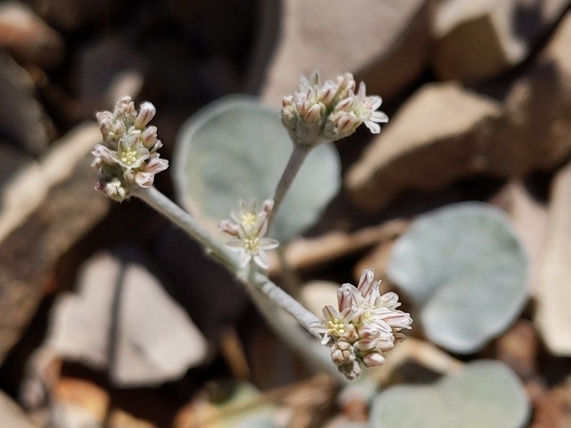 Eastwood's Buckwheat photo 3